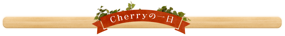 Cherryの一日